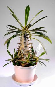 Pachypodium-horombense-lag