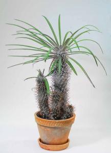 Pachypodium-lamerei