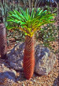 Pachypodium-lanerei