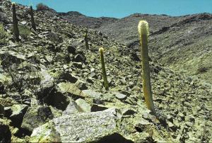 Pachypodium namaquanum 2 Namibia lag