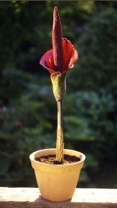 Amorphophallus 