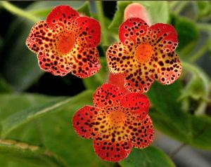 Kohleria x 'Gröngöling'.jpg