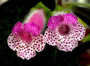 Kohleria x 'Ni´s Ingrid' lag