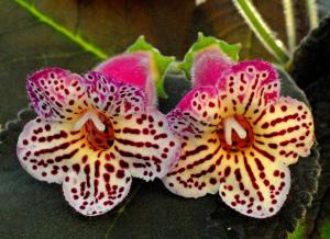 Kohleria x 'YFs Vicky''.jpg