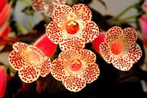 Kohleria x 'Jardin de Monet'.jpg