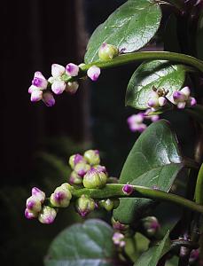 Basella alba blommor.