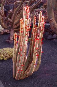 Cleistocactus straussii  