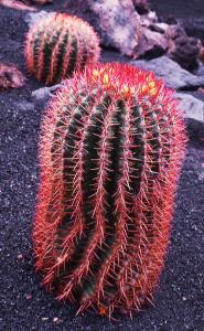 Ferrocactus spec.  