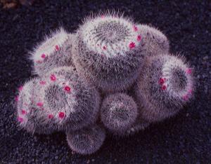 Mammillaria geminispina  