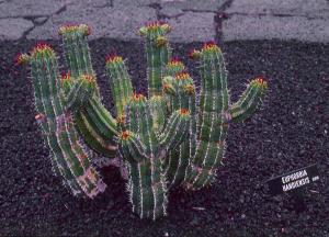 Euphorbia handiensis 