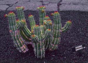 Euphorbia handiensis 