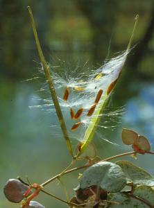 Ceropegia woodii frön 