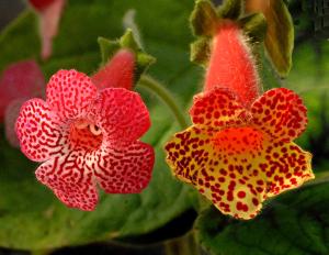 Kohleria 'Sunshine och K. Ni's 'Ingrid'