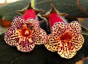 Kohleria x 'Wilma' 