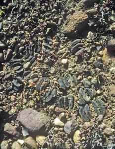 Haworthia truncata