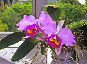 x Laeliocattleya Okarchee 'Dark Thunder'.