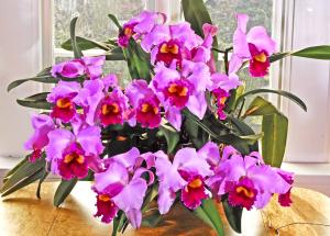 x Laeliocattleya   Okarchee 'Dark Thunder'.