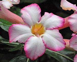 Adenium obesum.