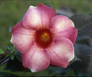 Allamanda blanchetii  'Chocolate Cream'.