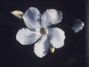 Nerium oleander.