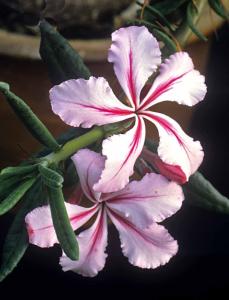 Pachypodium succulentum.