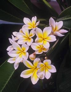 Plumeria rubra.