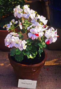 Pelargonium x 'White Eggshell'  