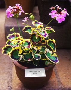 Pelargonium x 'Bette Shellard' 1991  