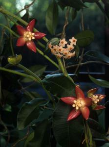 Hoya imperialis med H. carnosa.