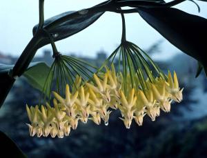Hoya mulltiflora. Sockerdroppar.