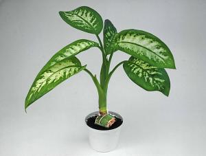 Dieffenbachia stamstickling  