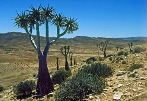 Aloe pilandsii.