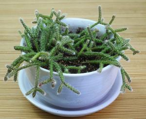 Rhipsalis pilocarpa, sticklingsplantor.