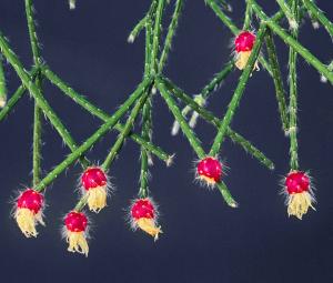 Rhipsalis pilocarpa bar  