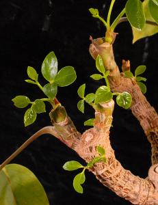 Schefflera arboricola. Nya skott.