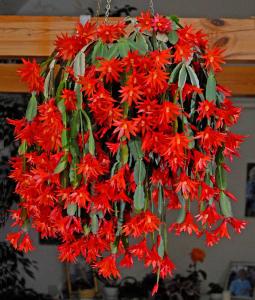 Schlumbergera gaertneri.