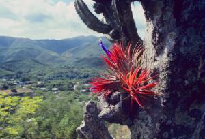 Tillandsia ionantha.