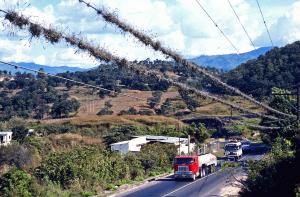 Tillandsia på luftledning. Guatemala