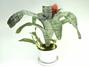 Aechmea fasciata delning 1 