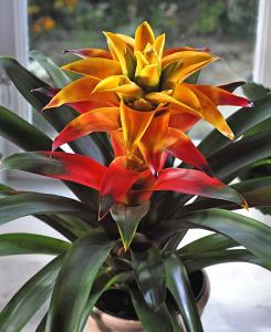 Guzmania x 'Soledo'. Juvelblomma.