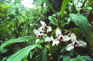 Lycaste skinneri alba 'Vita nunnan'