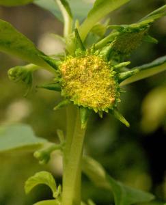 Dorstenia hildebrandtii 