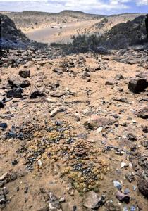 Fenestraria aurantiaca,  Richtersveld.