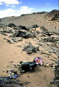 Sarcocaulon multifidum,  Richtersveld .