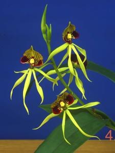 Encyclia cochleata