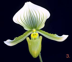 Paphiopedilum maudiae 