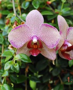 Phalaenopsis x.