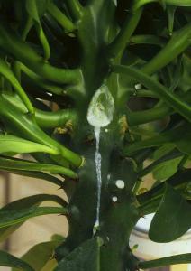 Euphorbia mjölksaft.