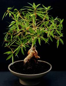 2. Ficus x neriifolia 
