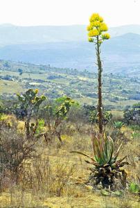 Agave spec. Puebla, Mexiko.